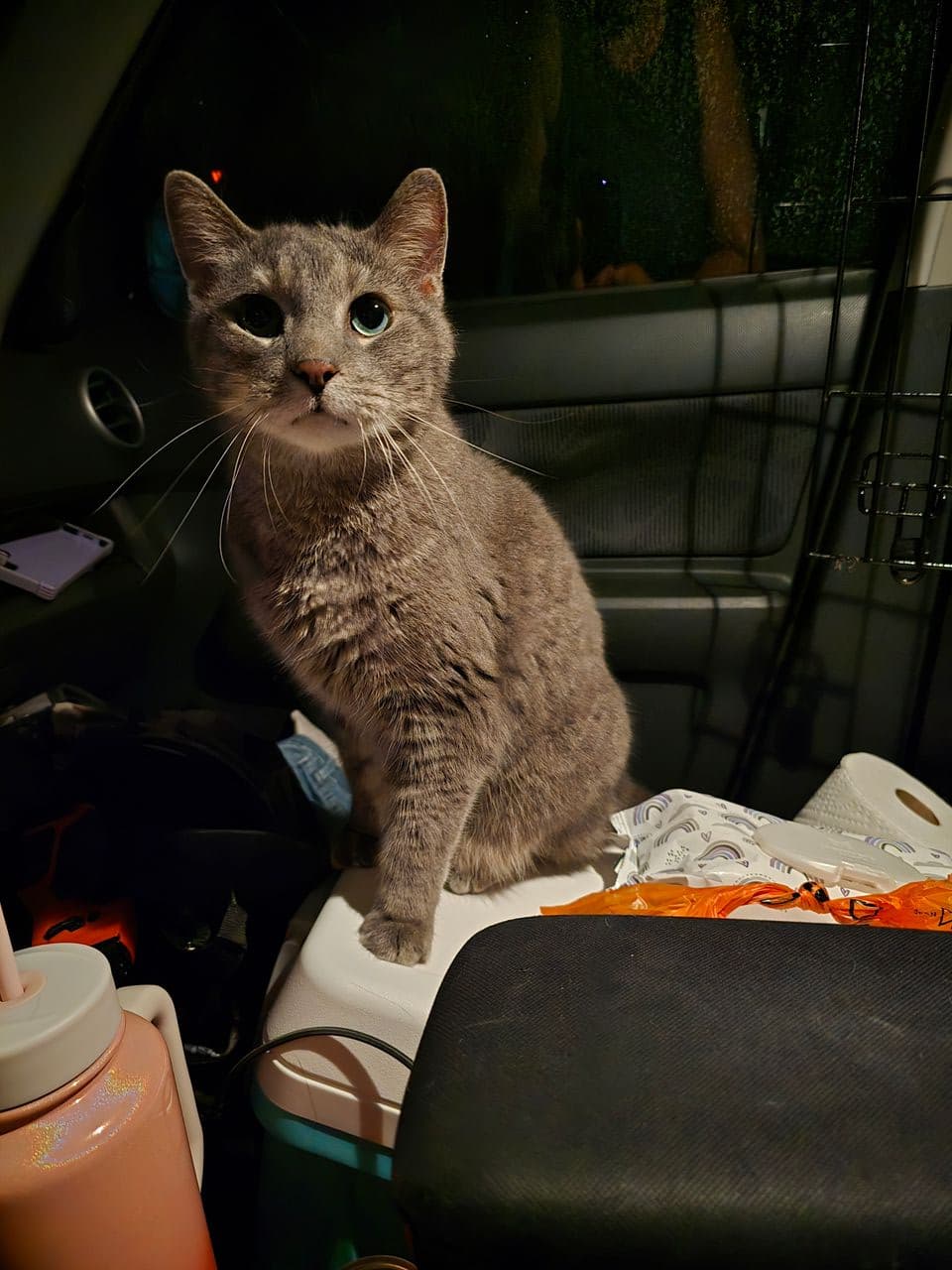 Pet travel photo 4