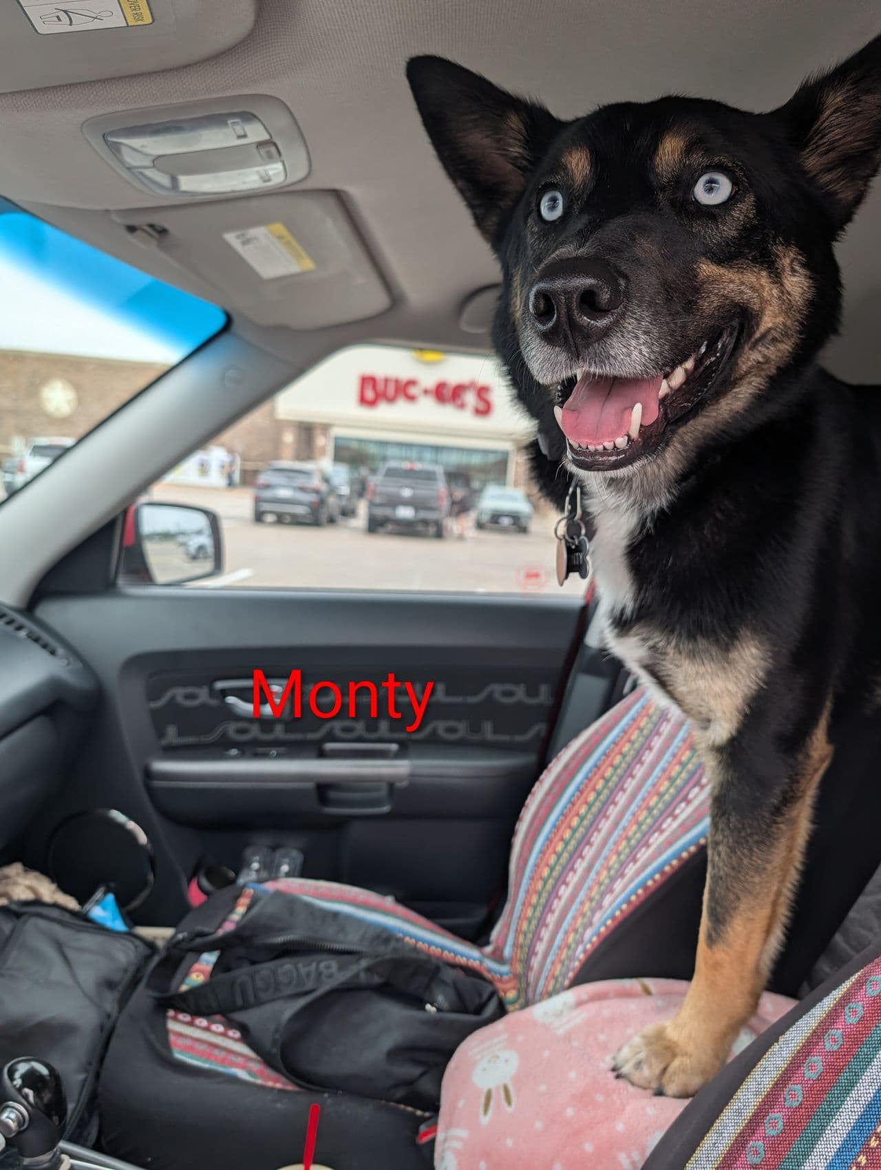 Pet travel photo 2
