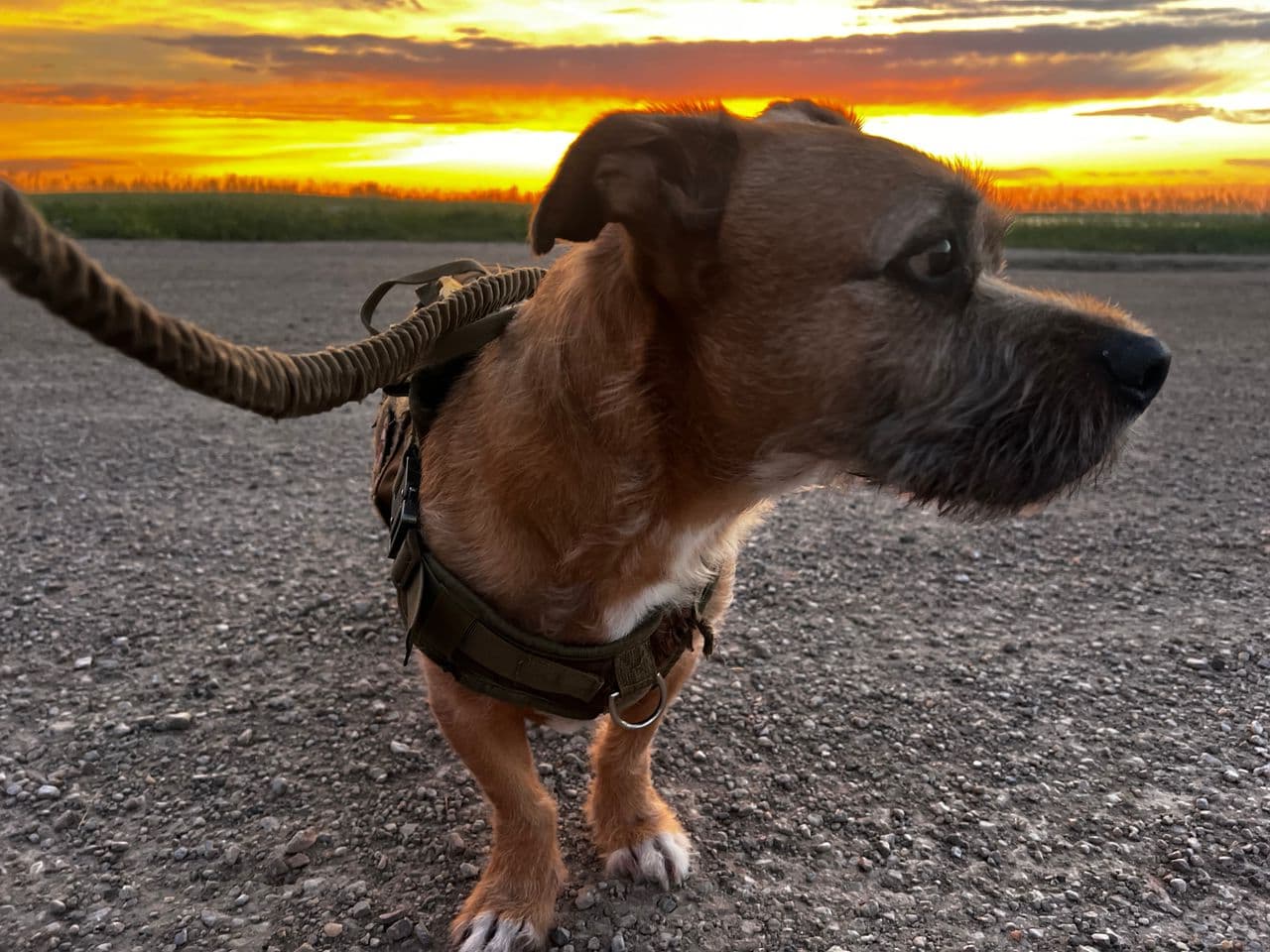 Pet travel photo 2