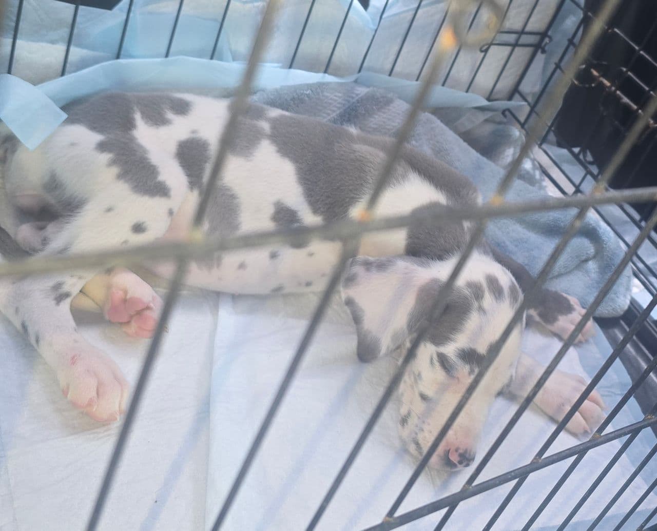 Pet travel photo 3