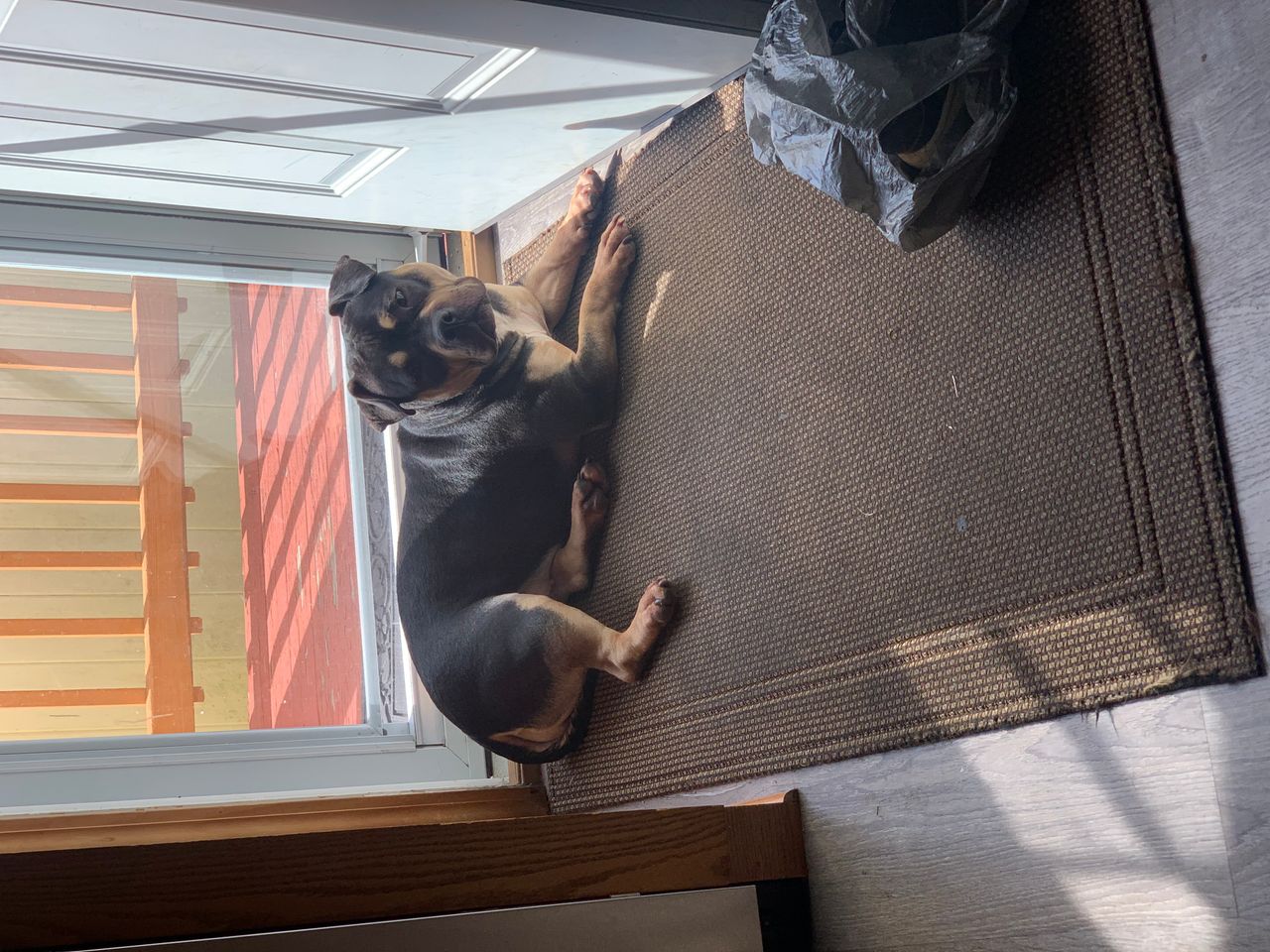Pet travel photo 3