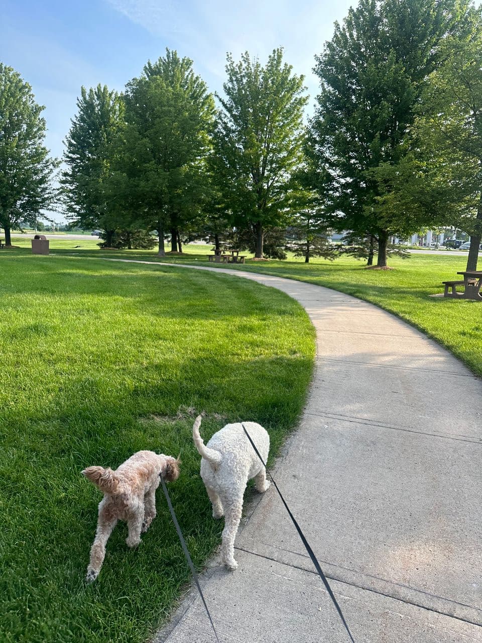 Pet travel photo 3
