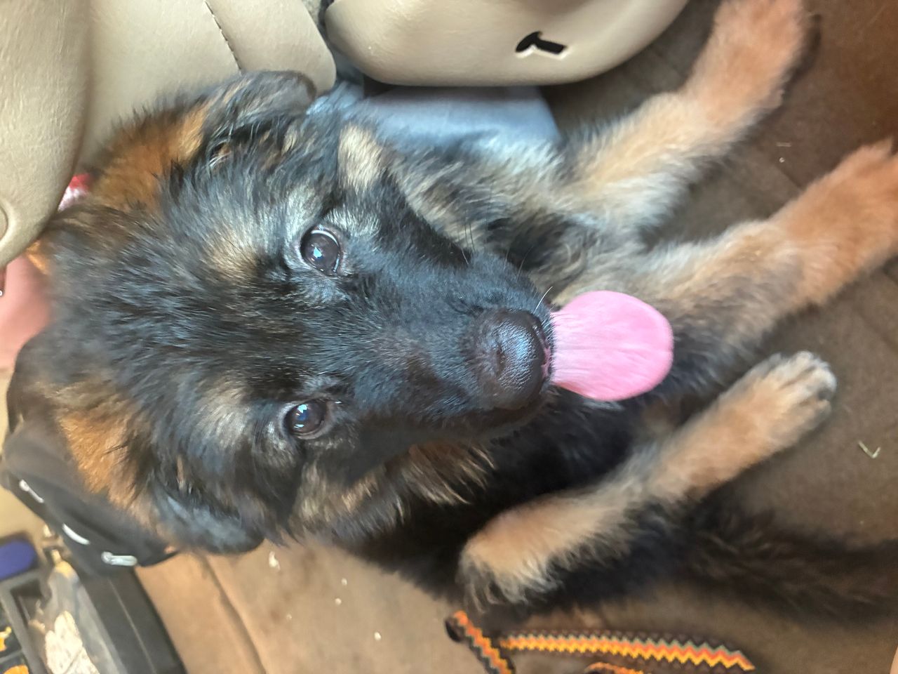 Pet travel photo 4