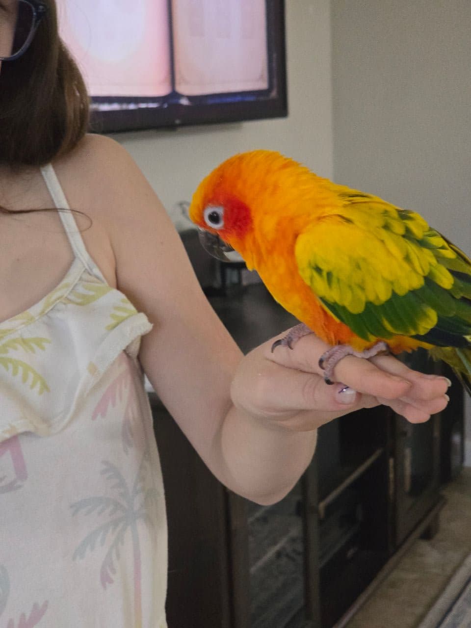 Pet travel photo 2