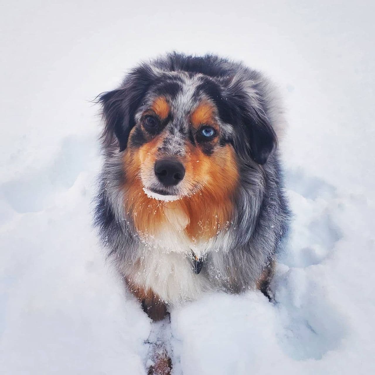 Pet travel photo 6