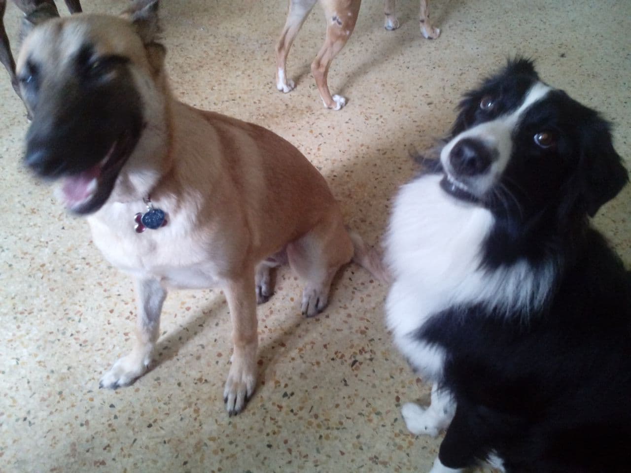 Pet travel photo 4