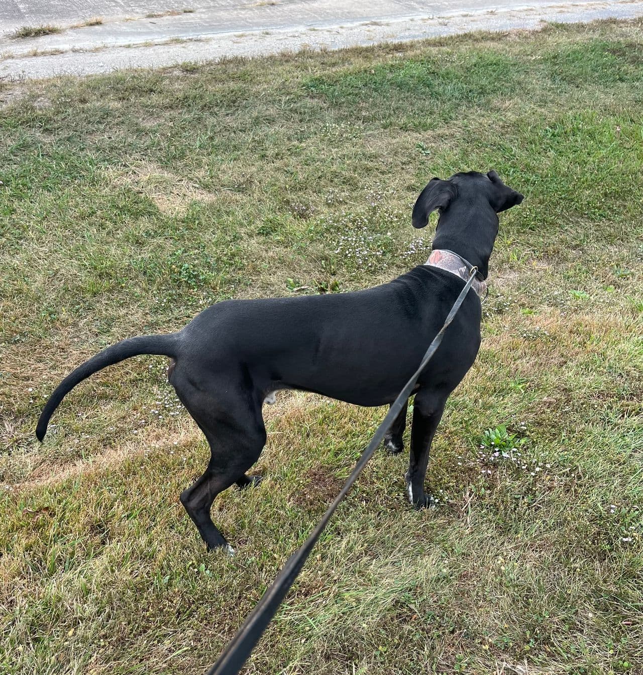 Pet travel photo 1