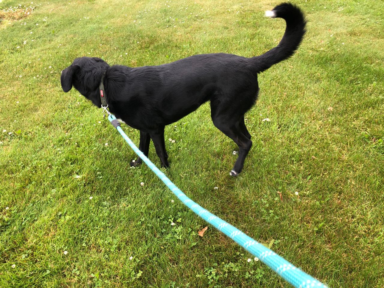 Pet travel photo 5
