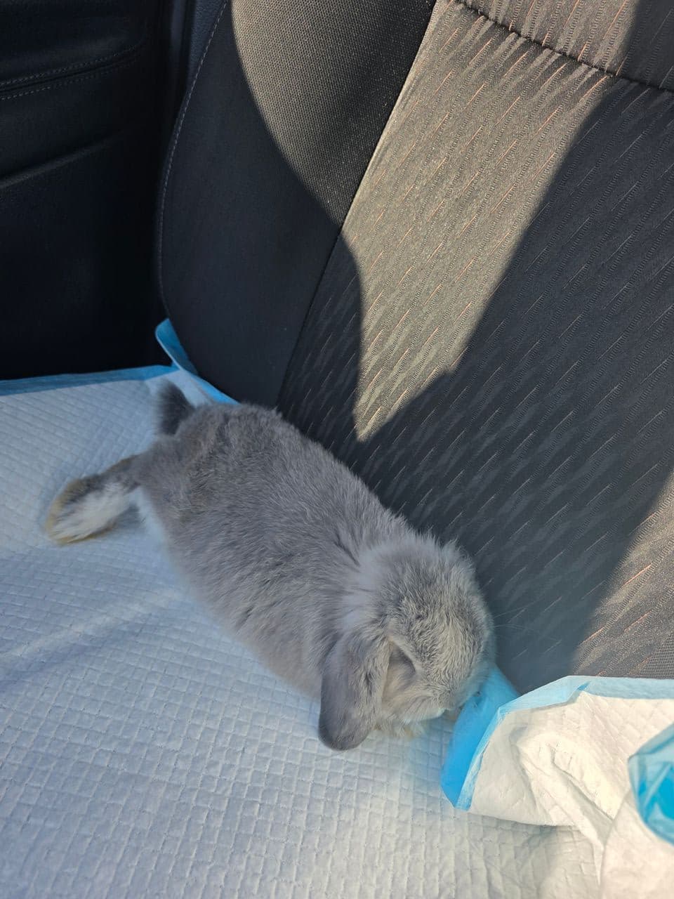 Pet travel photo 3