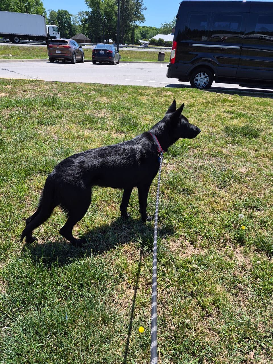 Pet travel photo 5