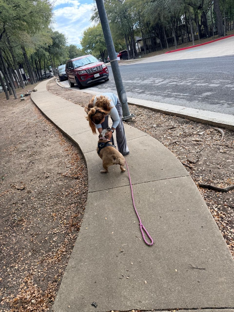 Pet travel photo 5