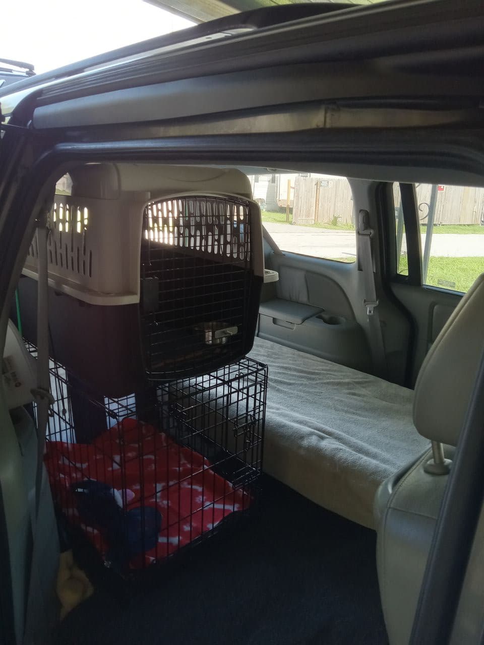 Pet travel photo 2