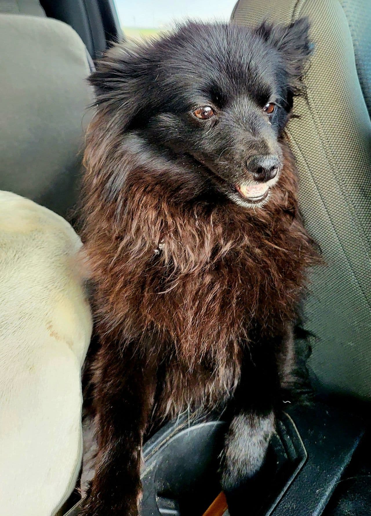 Pet travel photo 4