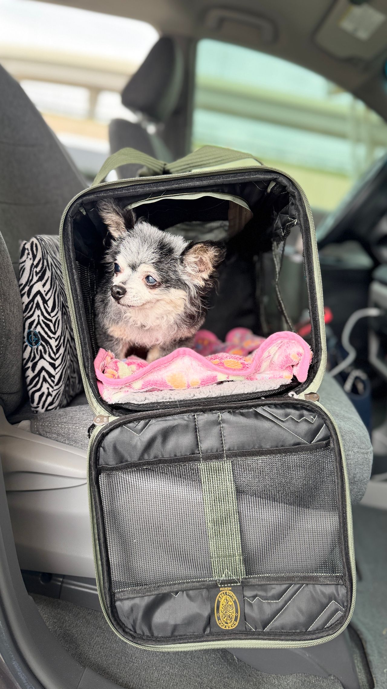 Pet travel photo 3