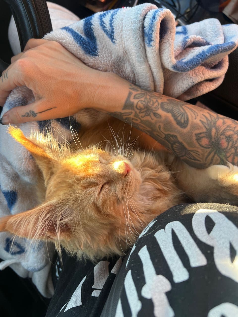 Pet travel photo 3