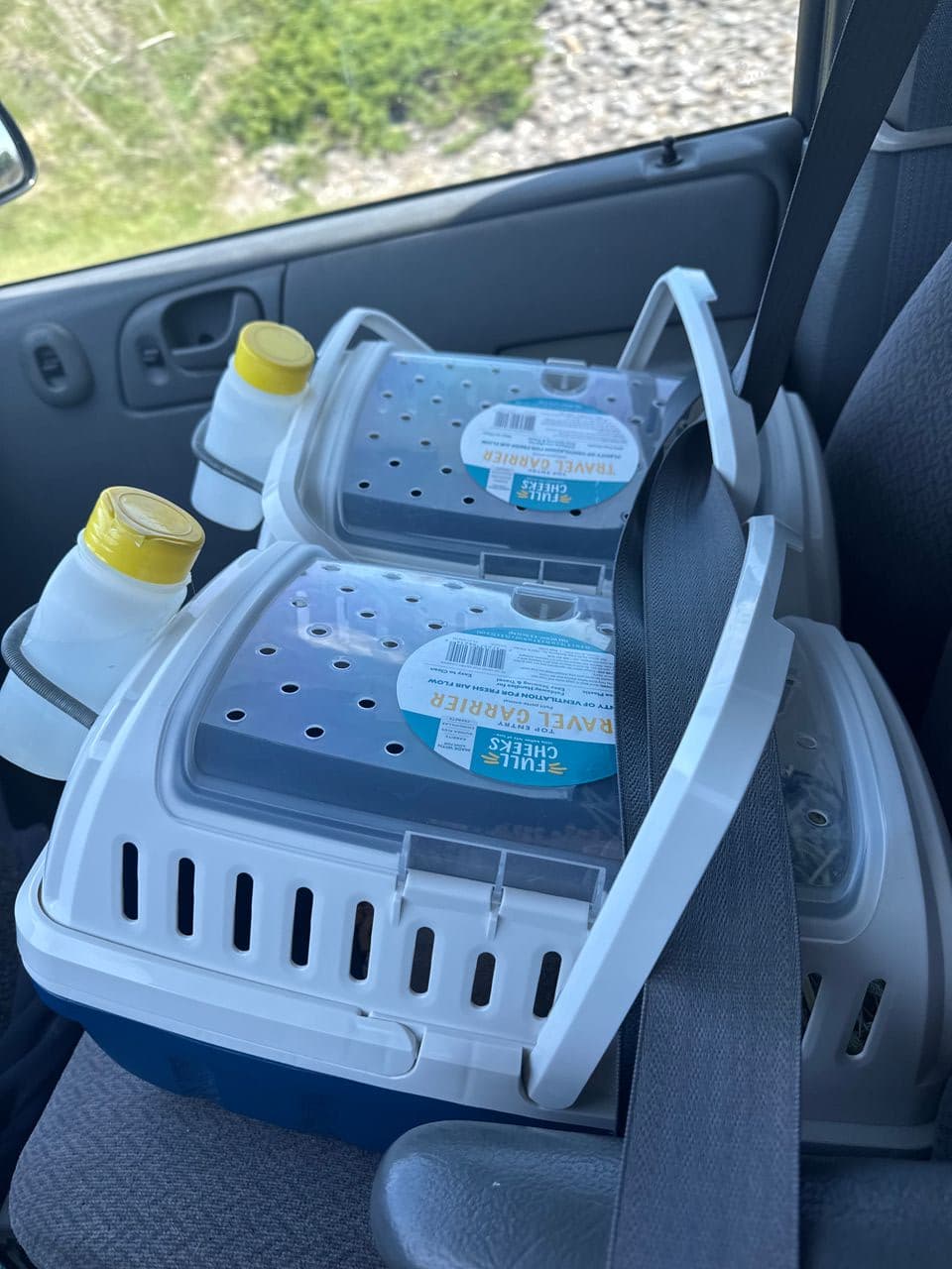 Pet travel photo 4