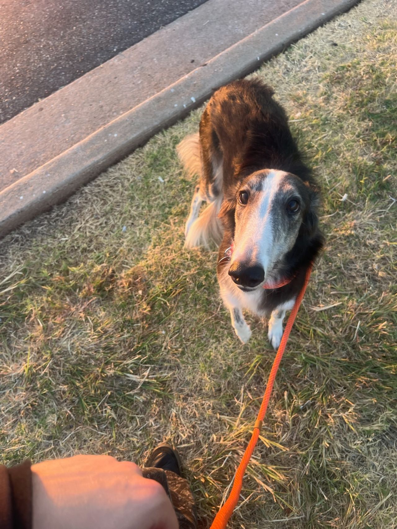 Pet travel photo 6