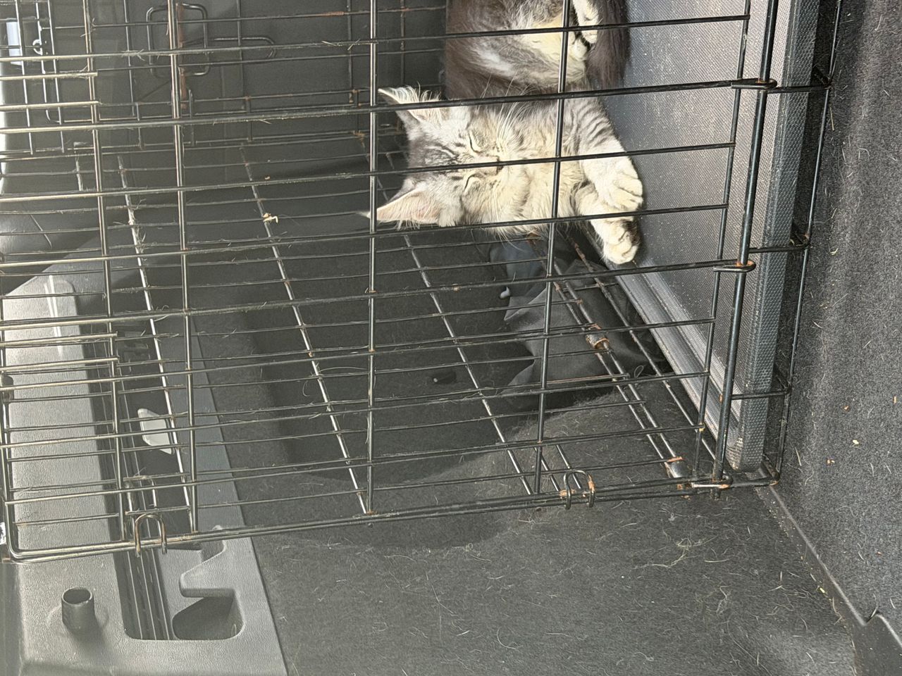 Pet travel photo 3