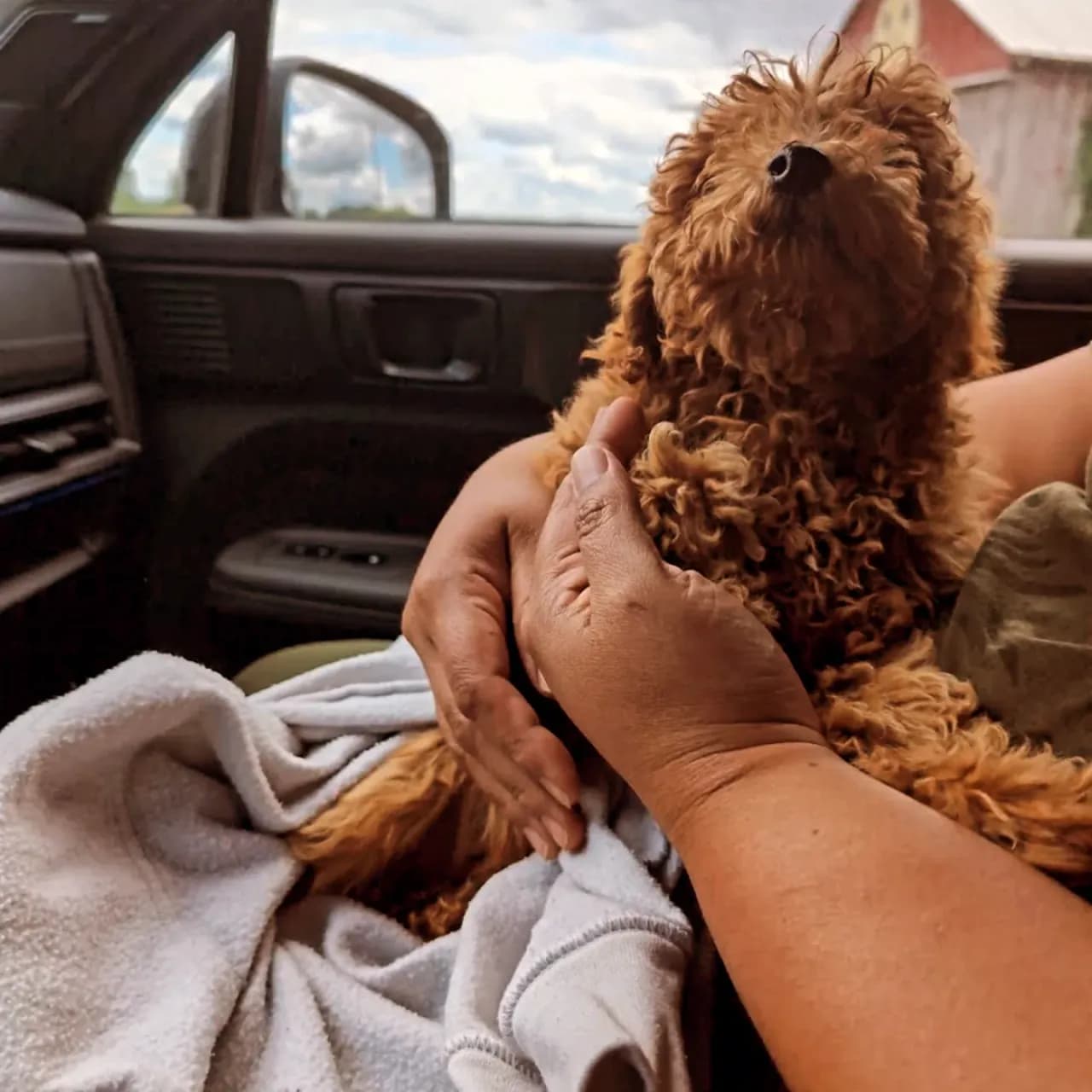 Pet travel photo 3
