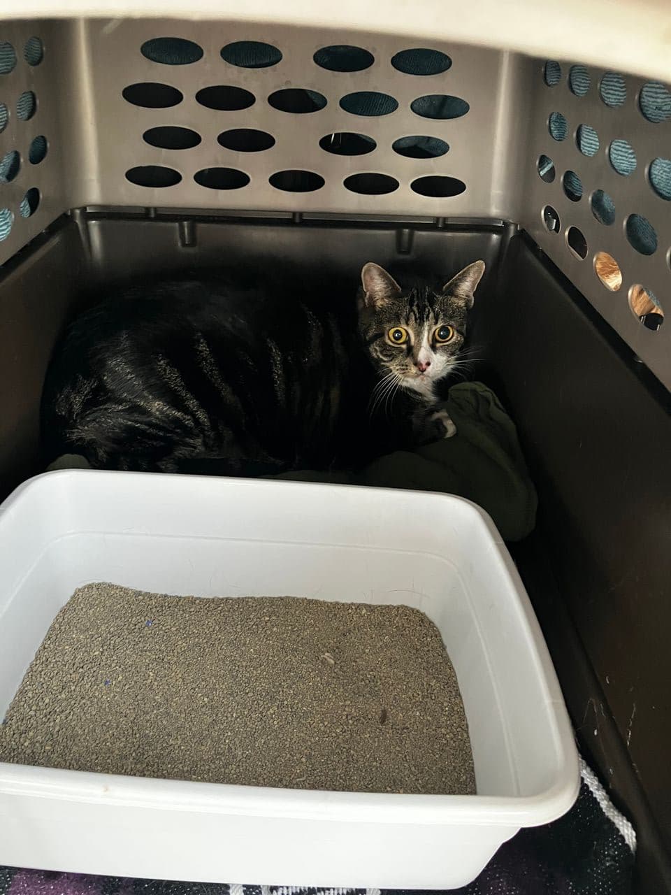 Pet travel photo 6