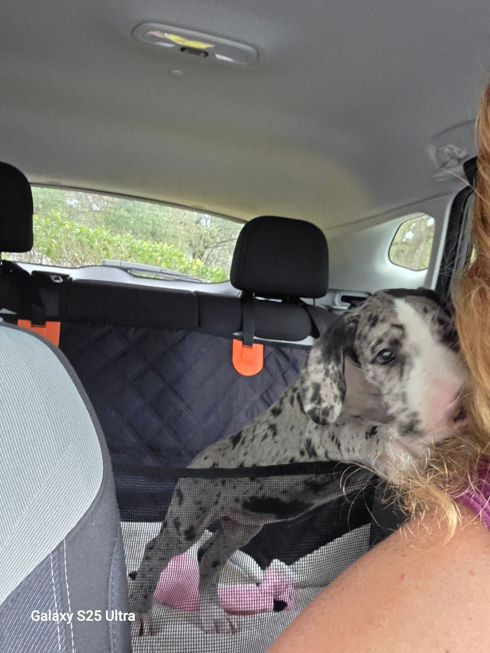 Pet travel photo 4