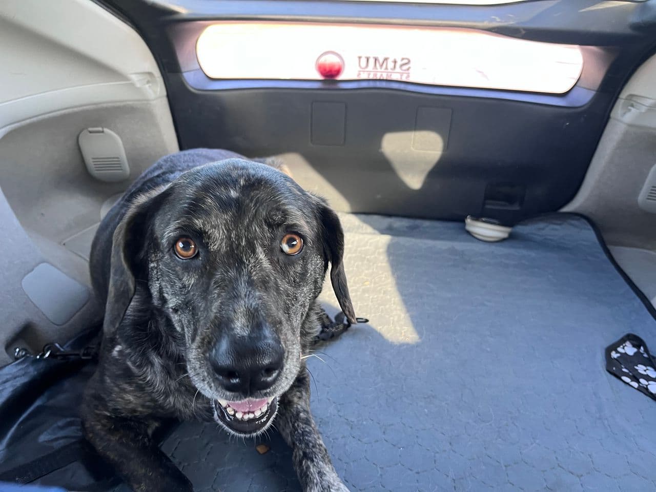 Pet travel photo 2