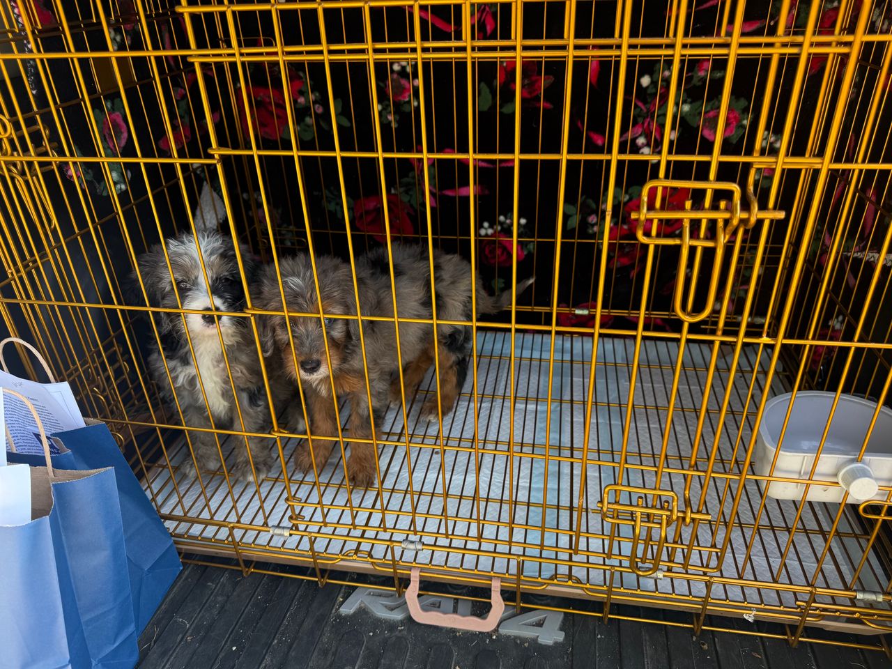 Pet travel photo 4