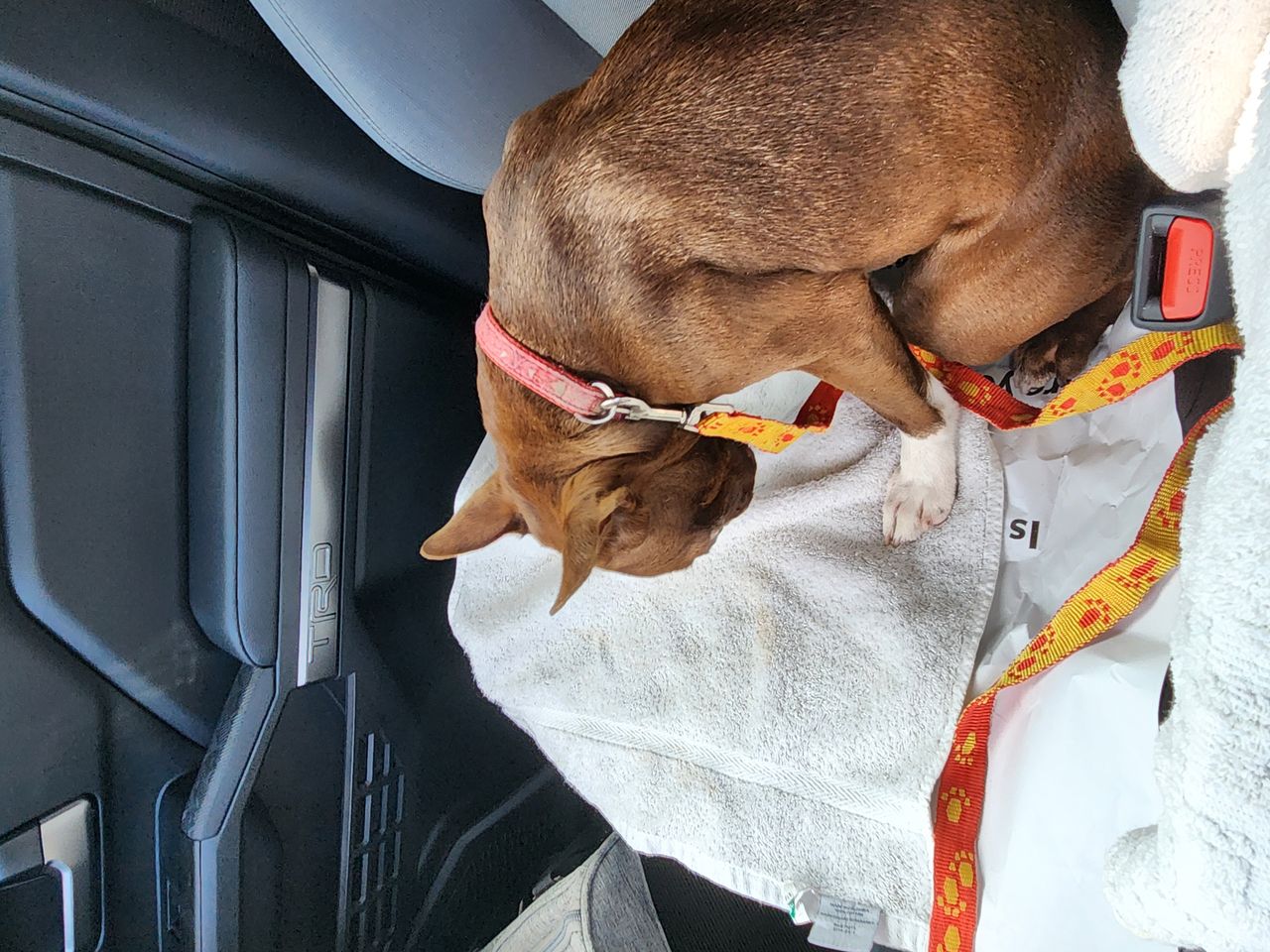 Pet travel photo 6