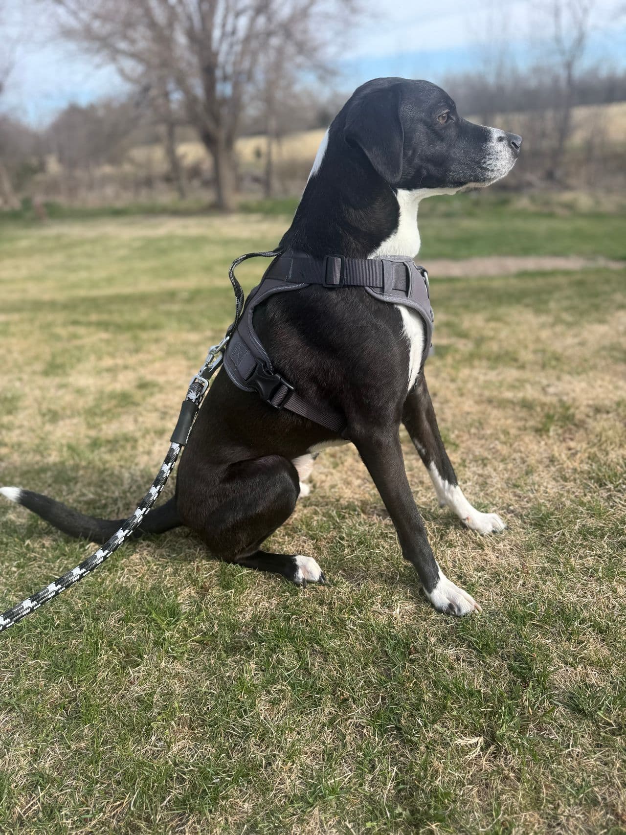 Pet travel photo 6