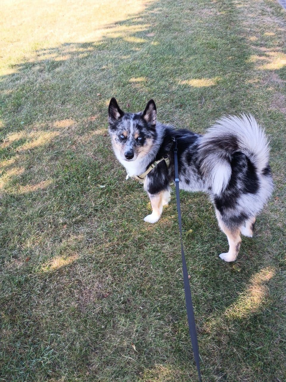 Pet travel photo 1
