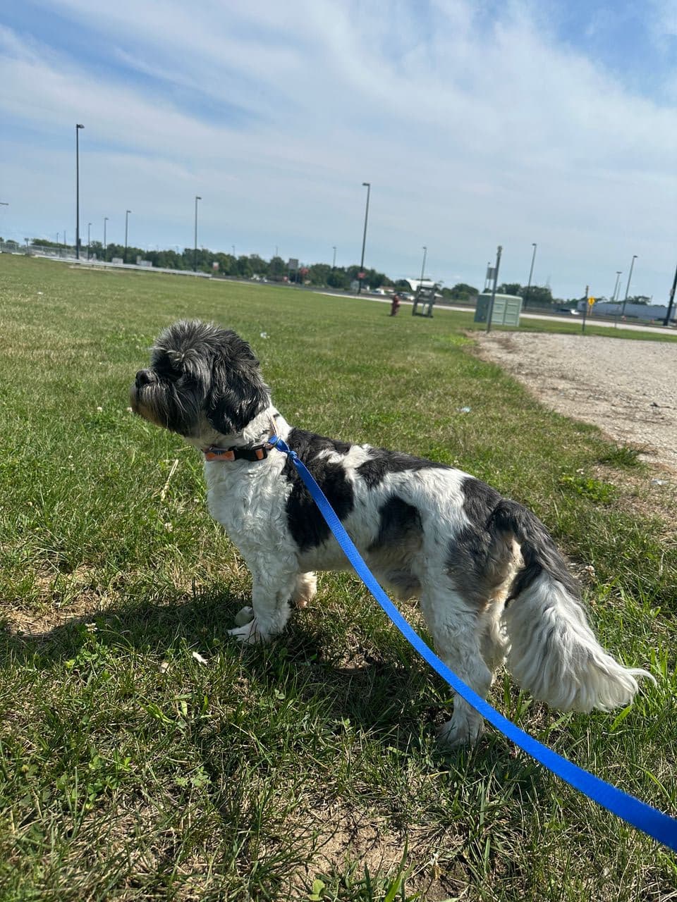 Pet travel photo 3