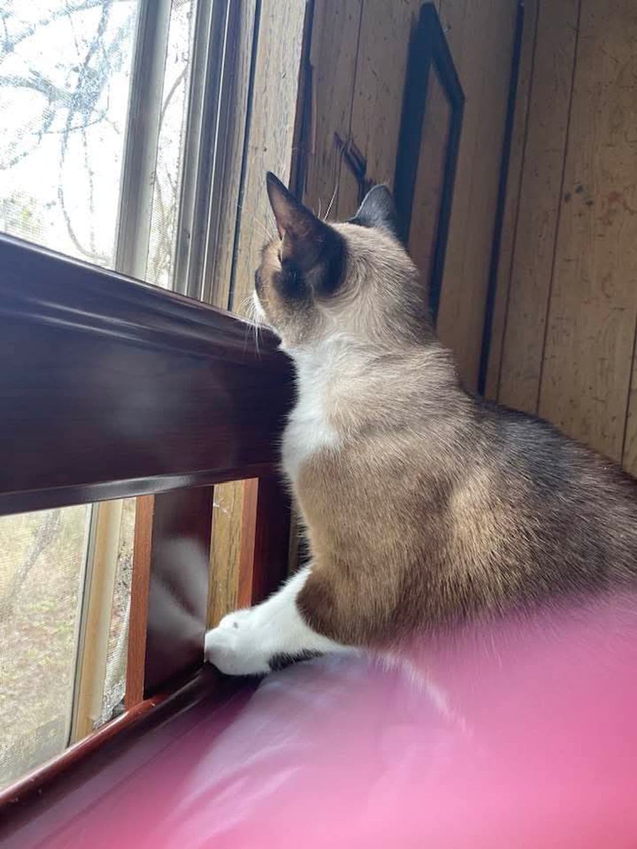 Pet travel photo 4