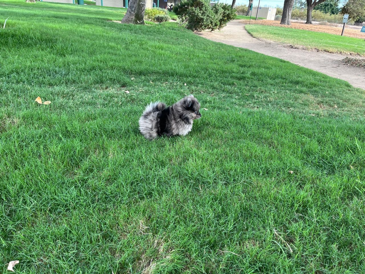 Pet travel photo 5