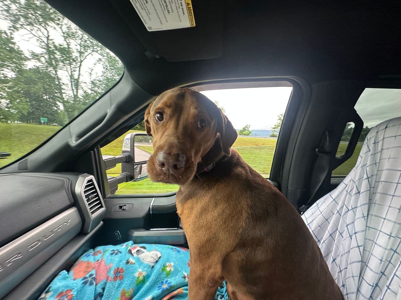 Pet travel photo 2