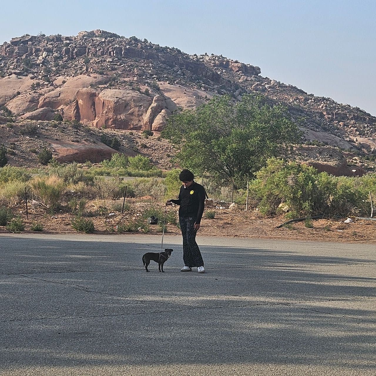 Pet travel photo 3