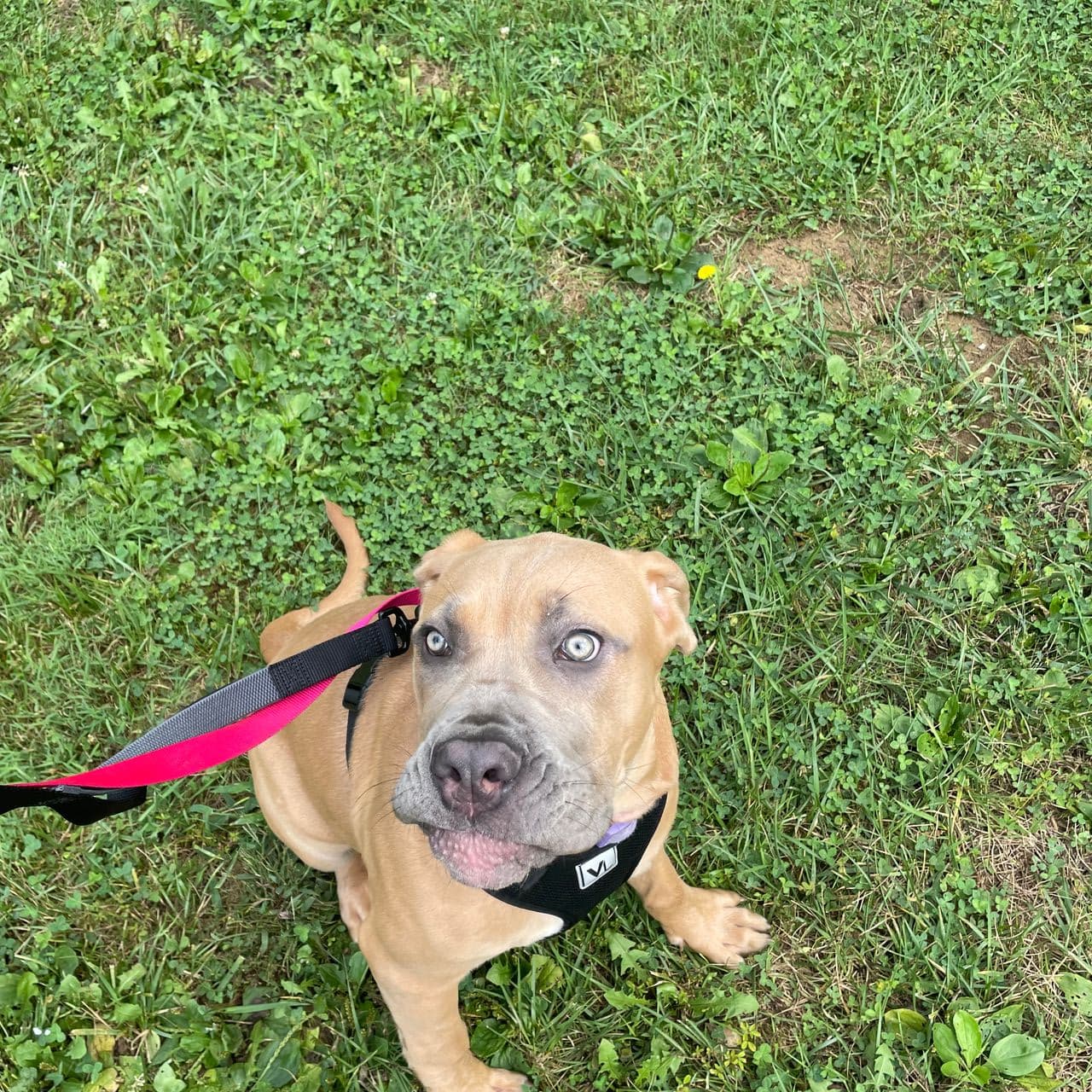 Pet travel photo 5