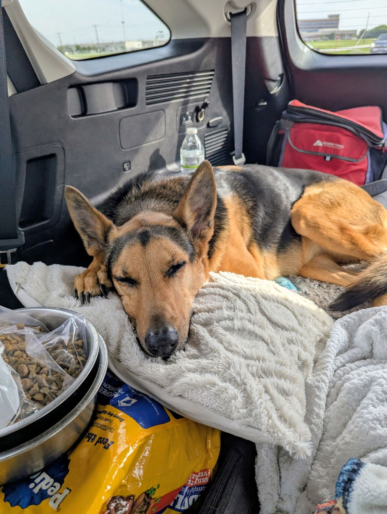 Pet travel photo 6