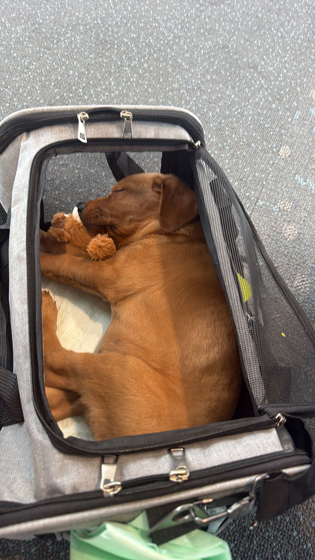 Pet travel photo 2
