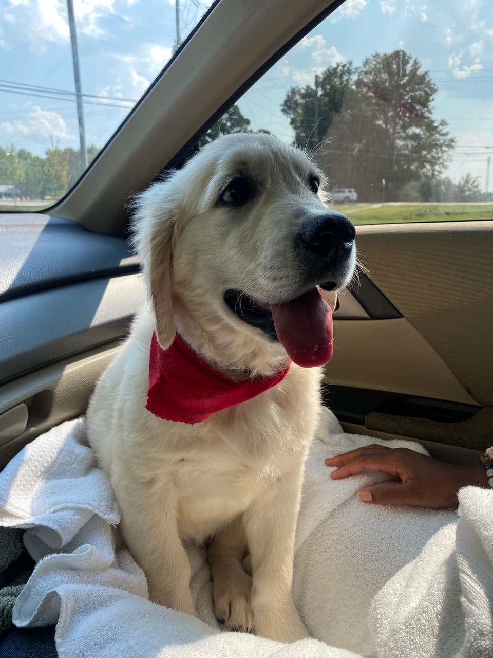 Pet travel photo 5