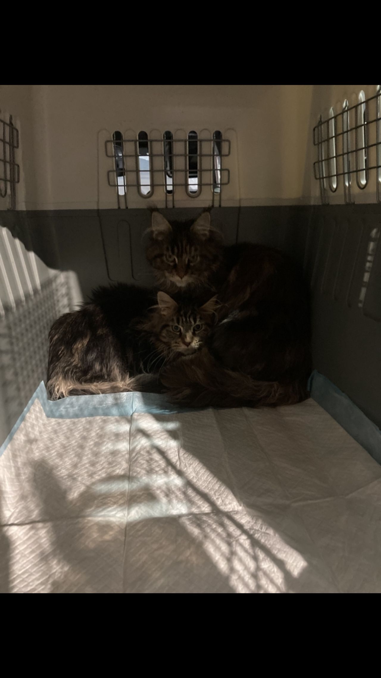 Pet travel photo 6