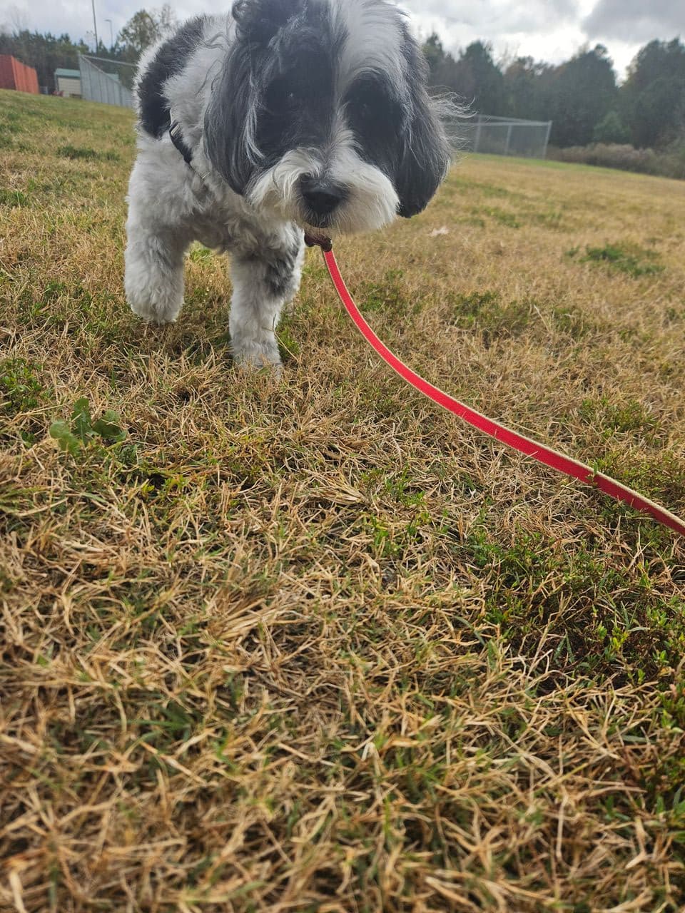 Pet travel photo 5