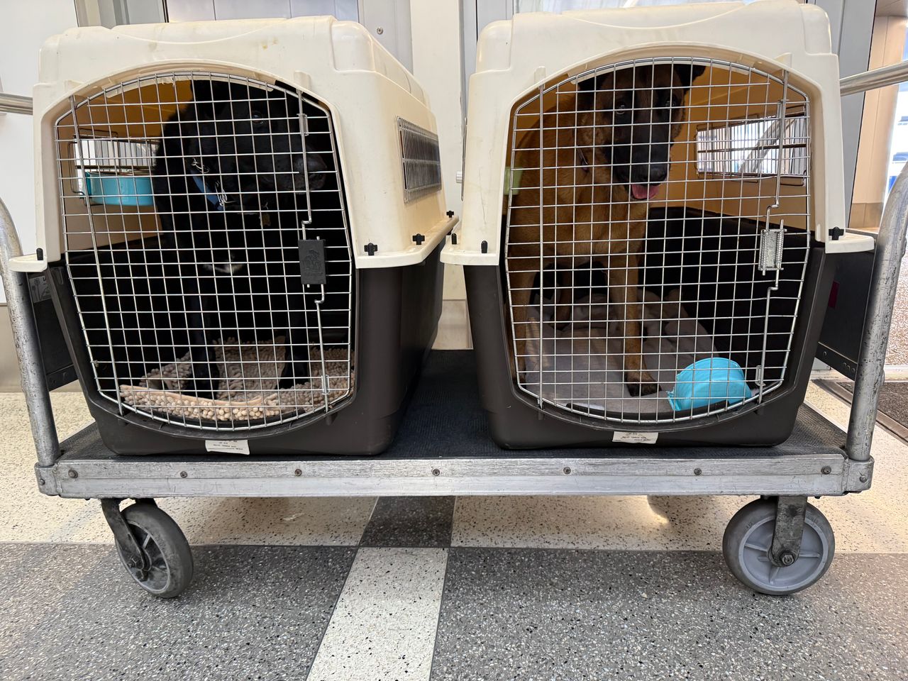 Pet travel photo 1
