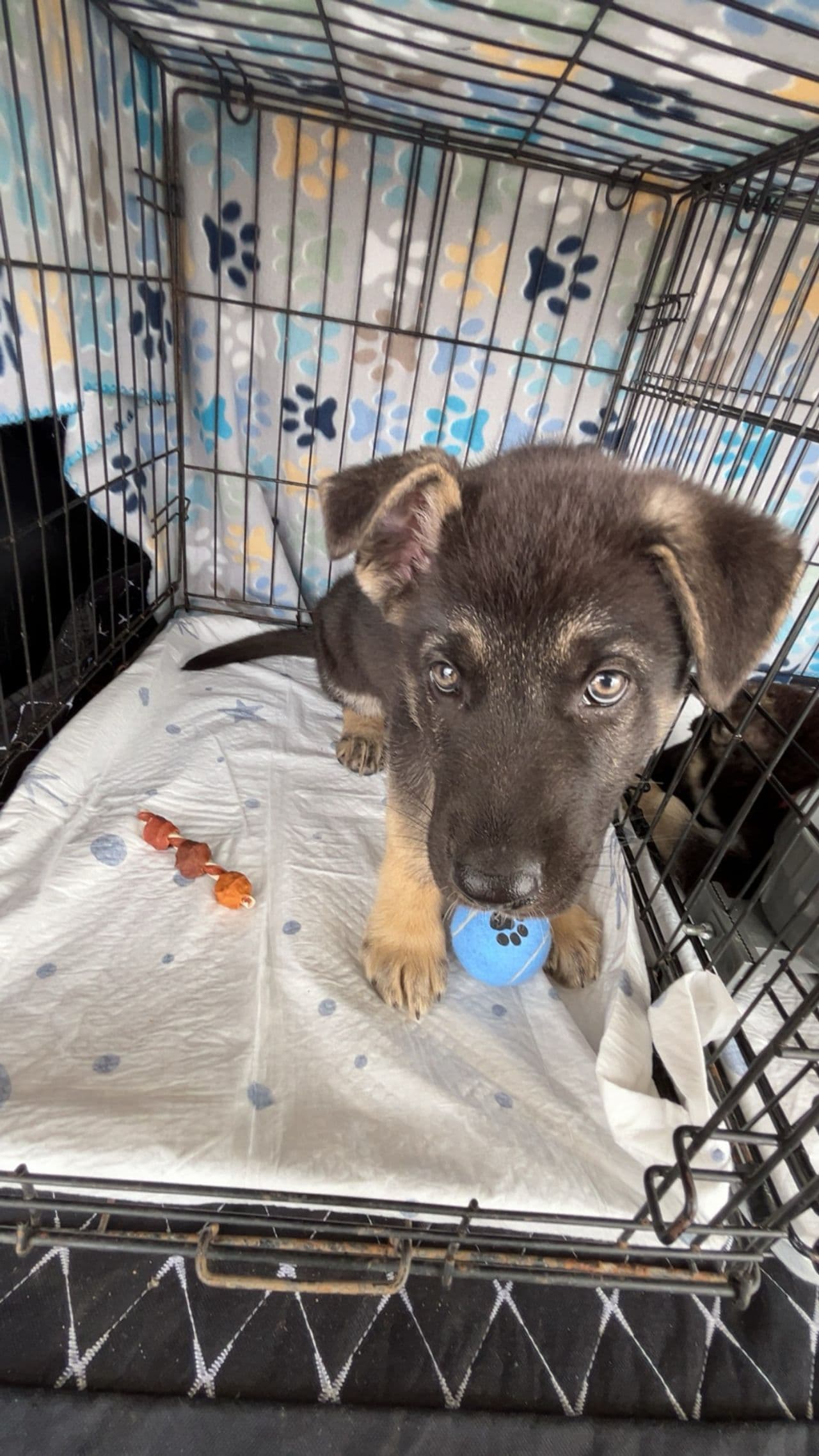 Pet travel photo 4