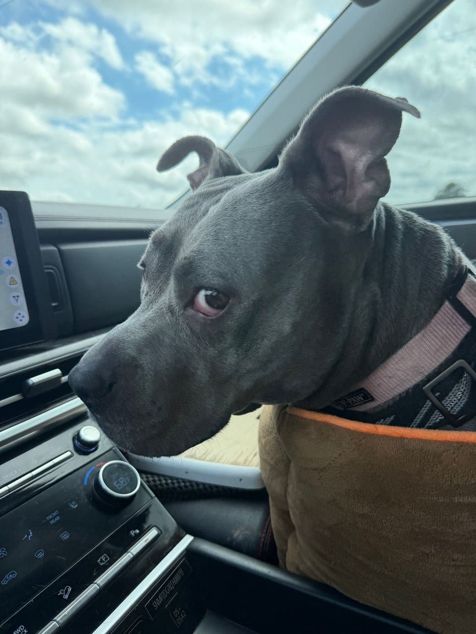 Pet travel photo 4