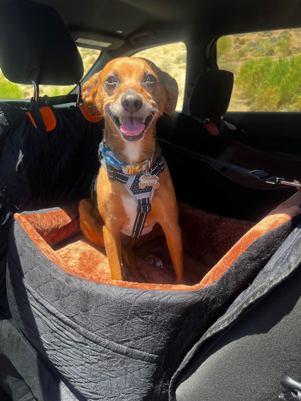 Pet travel photo 1