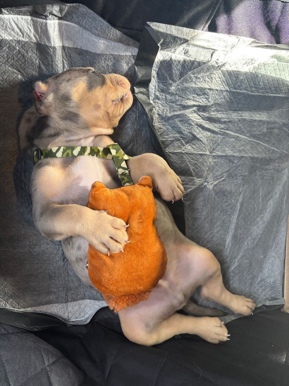 Pet travel photo 5