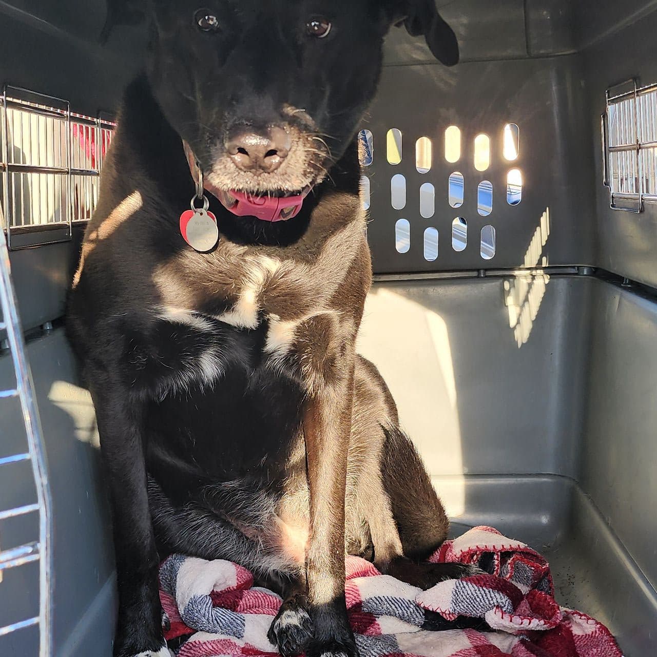 Pet travel photo 2