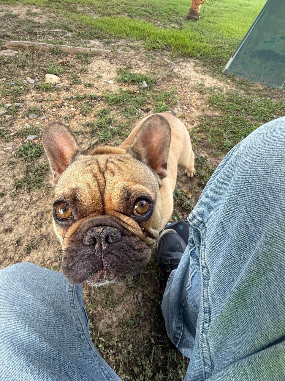 Pet travel photo 3