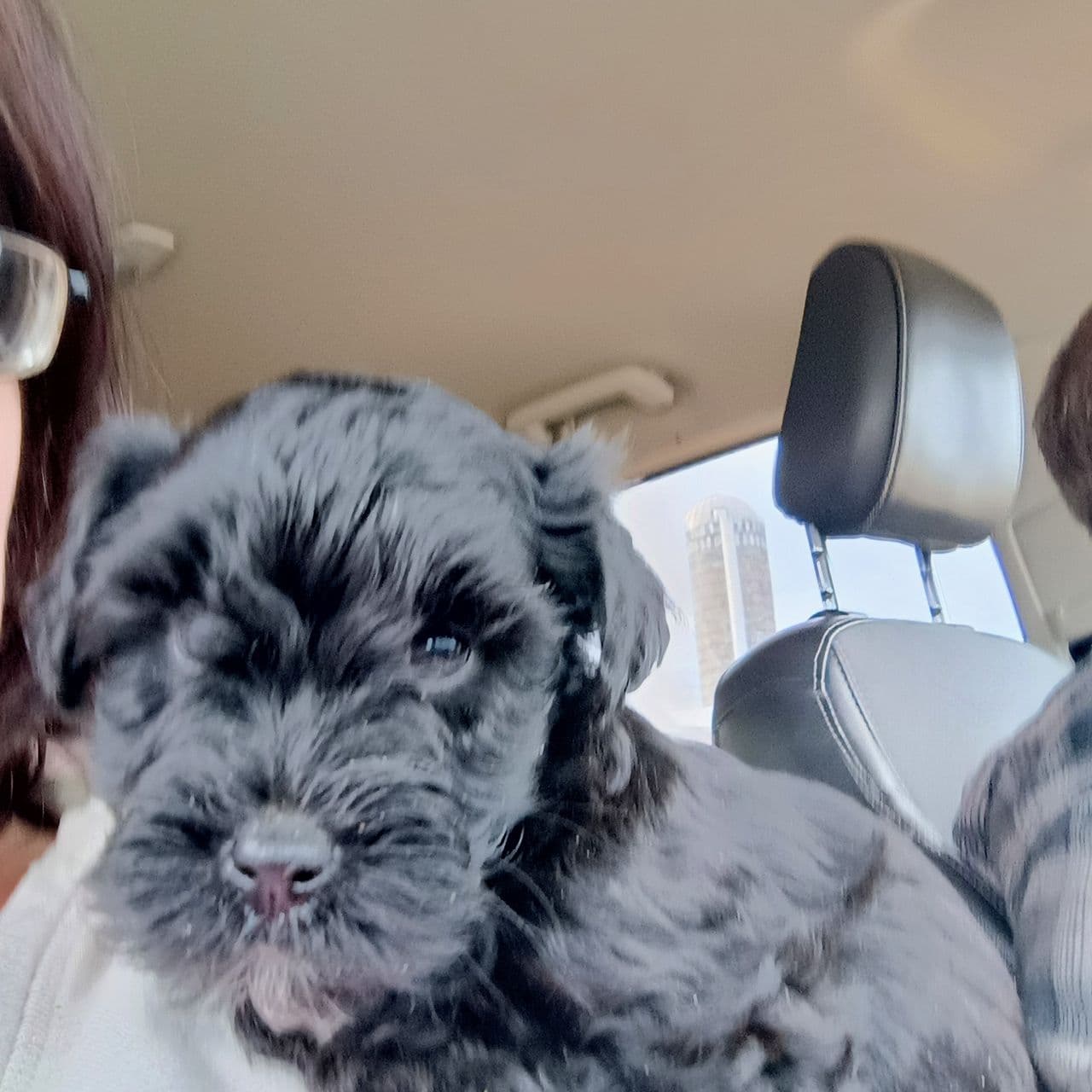 Pet travel photo 6