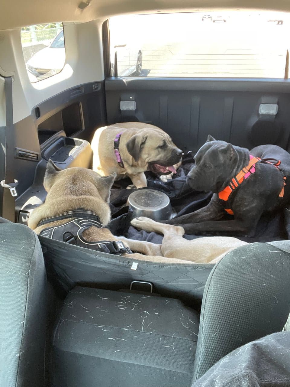 Pet travel photo 6